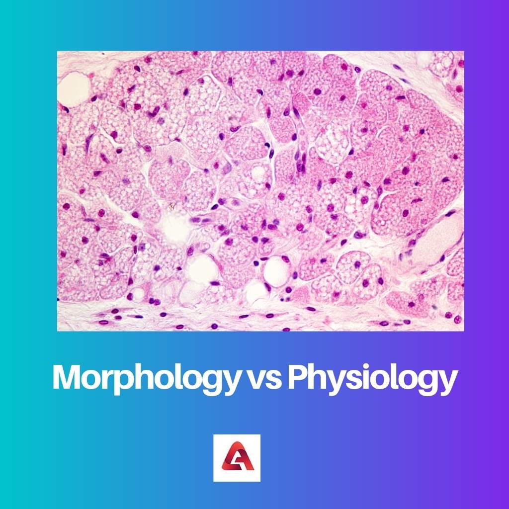 Morphologie vs Physiologie