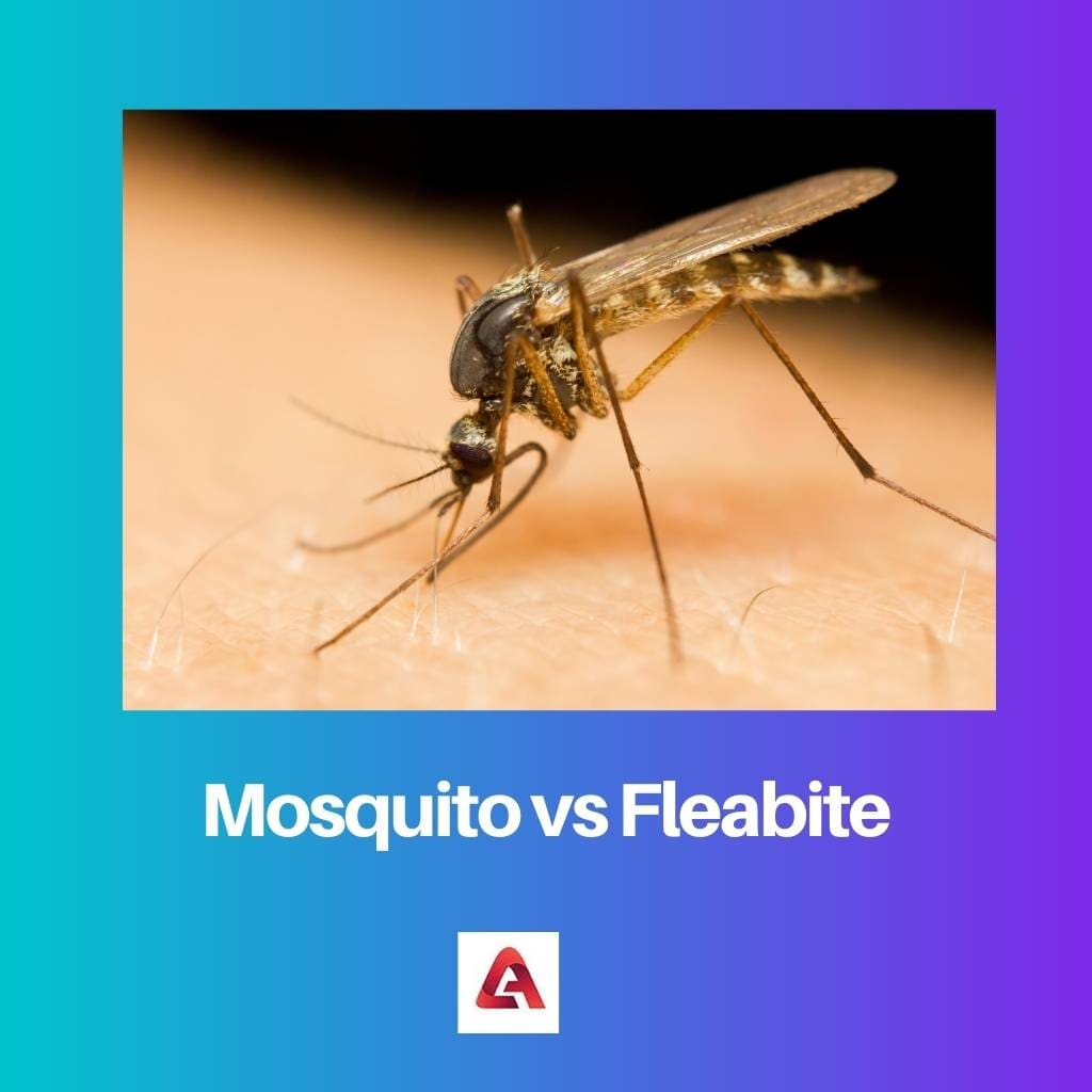 Mosquito versus Fleabite