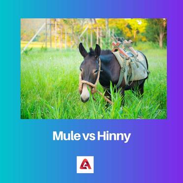 difference between mule and hinny