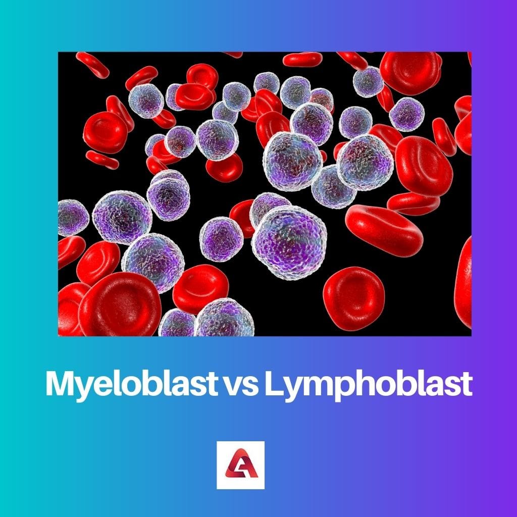 Myeloblast gegen Lymphoblast