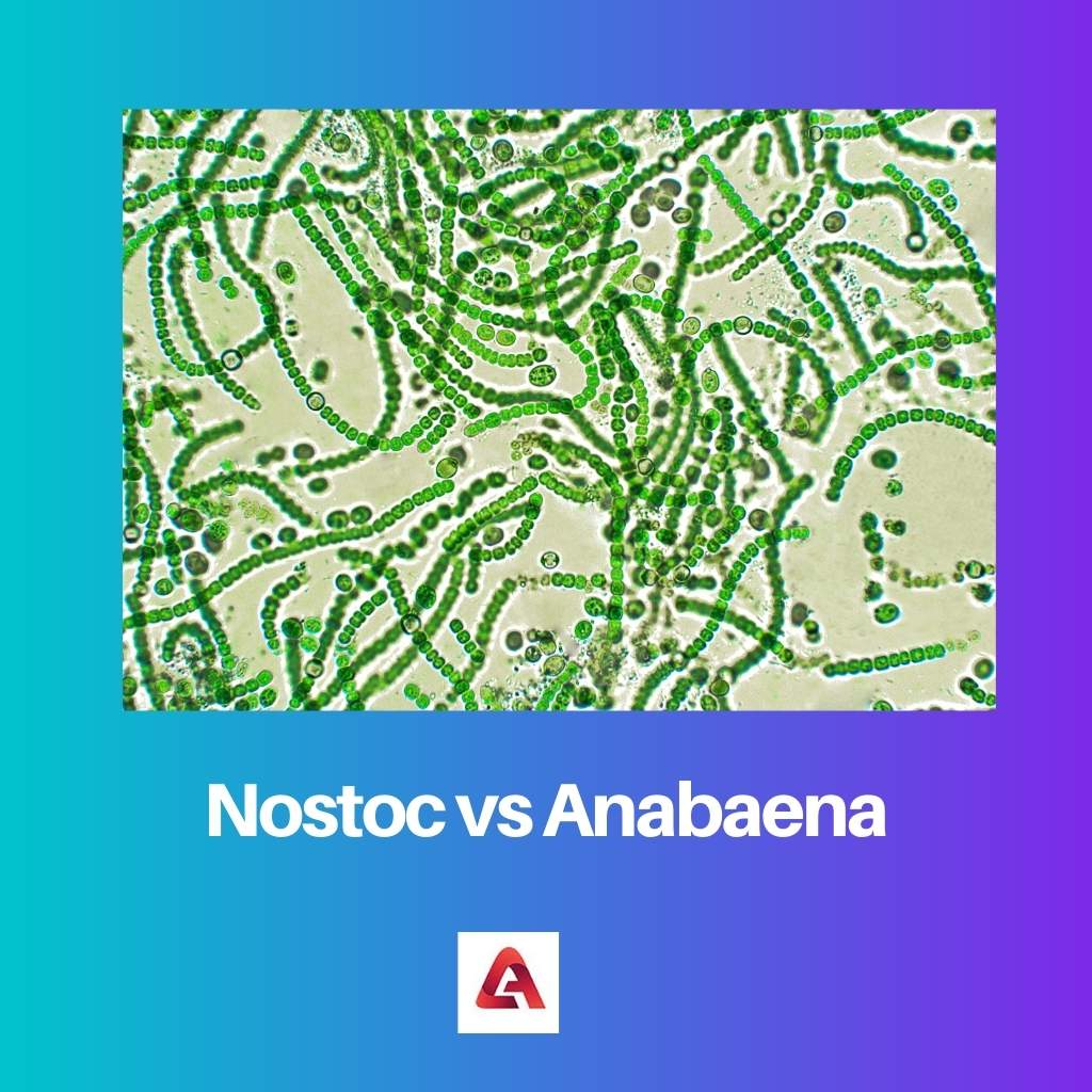 Nostoc vs Anabaena