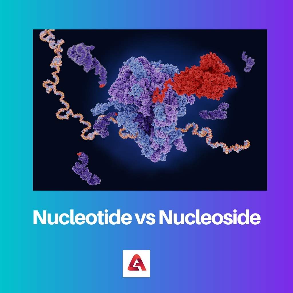 Nucleotídeo vs Nucleosídeo