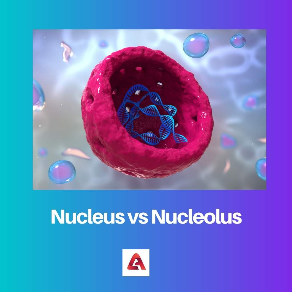 Noyau vs Nucléole