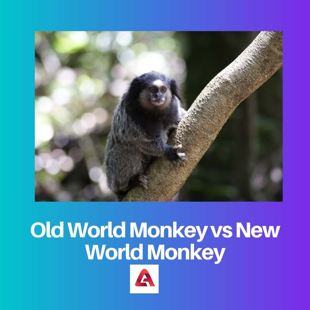 Scimmia del Vecchio Mondo contro Scimmia del Nuovo Mondo