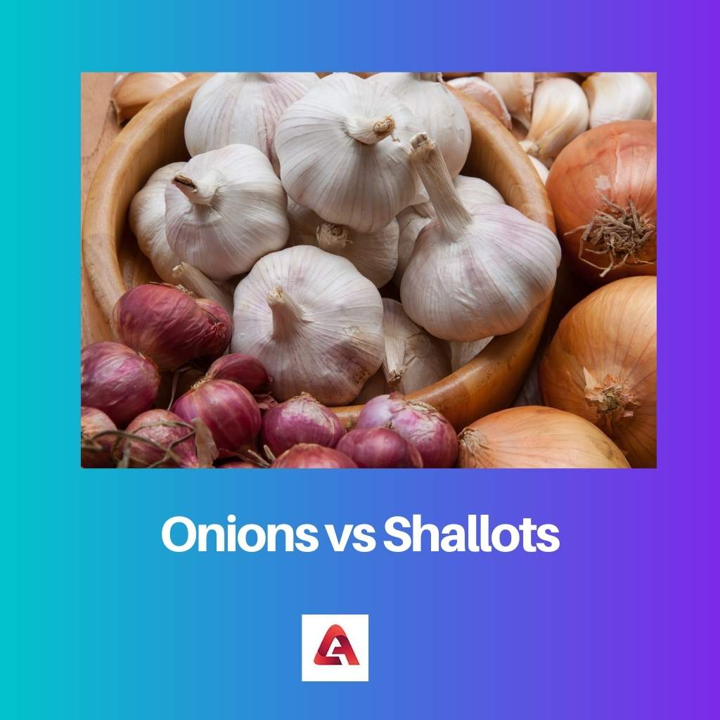 Onions vs Shallots
