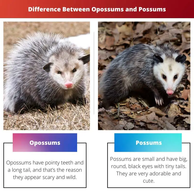 Opossums vs Possums - ความแตกต่างระหว่าง Opossums และ Possums