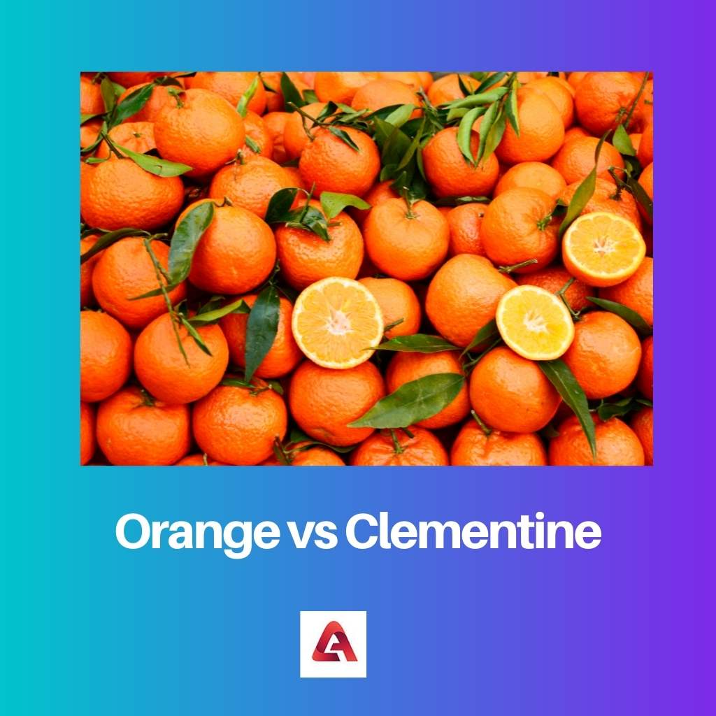 Orange vs Clementine