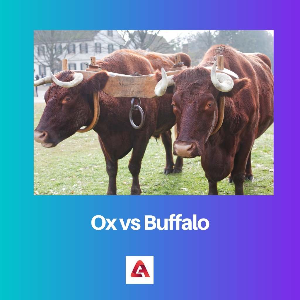 Boi vs Búfalo