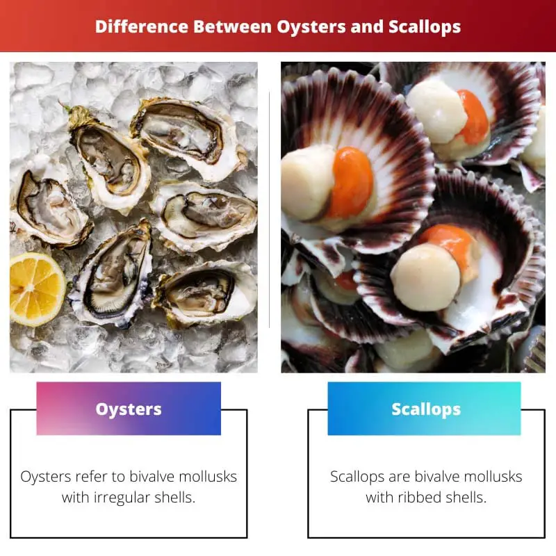 Huîtres vs pétoncles - Différence entre les huîtres et les pétoncles