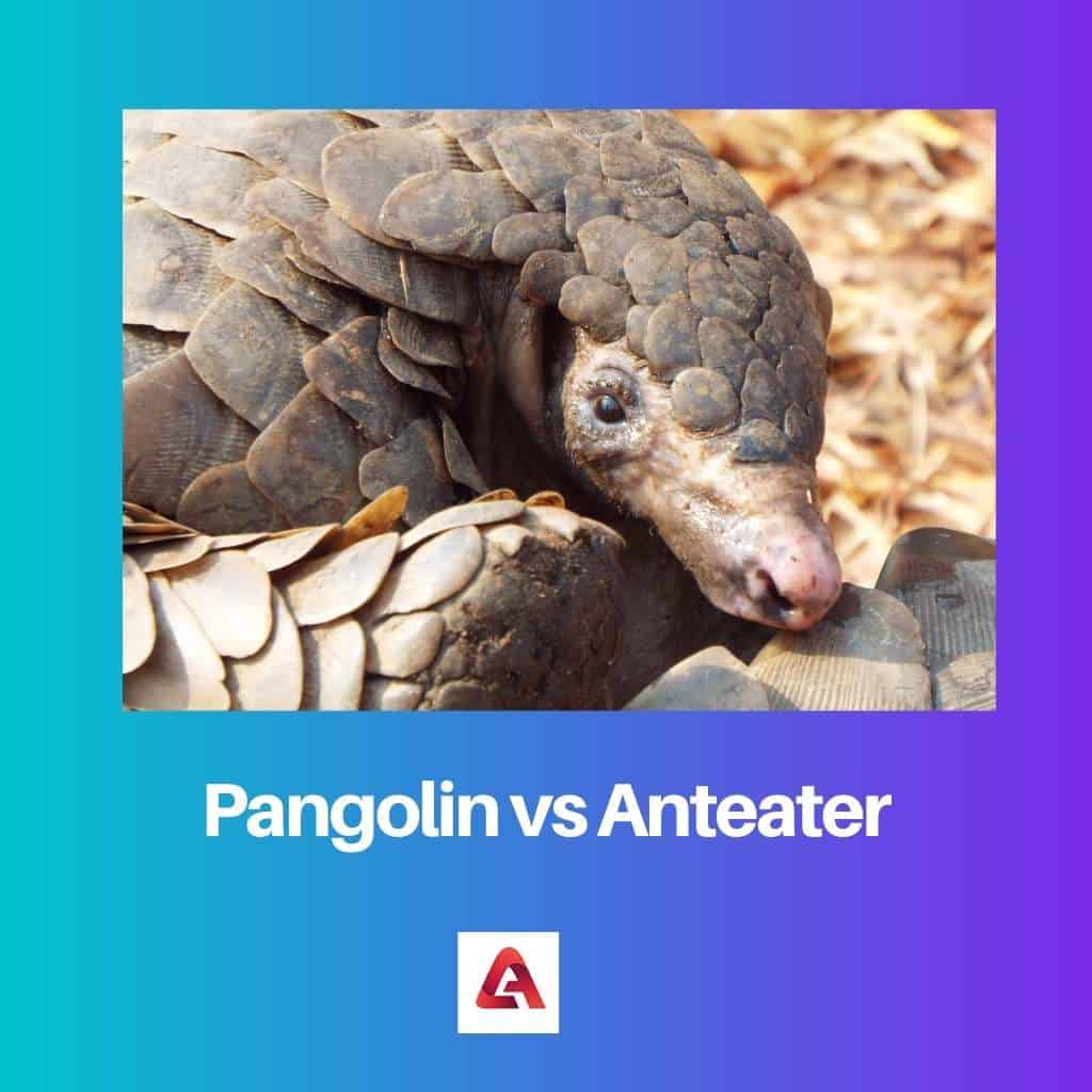 Pangolin gegen Ameisenbär