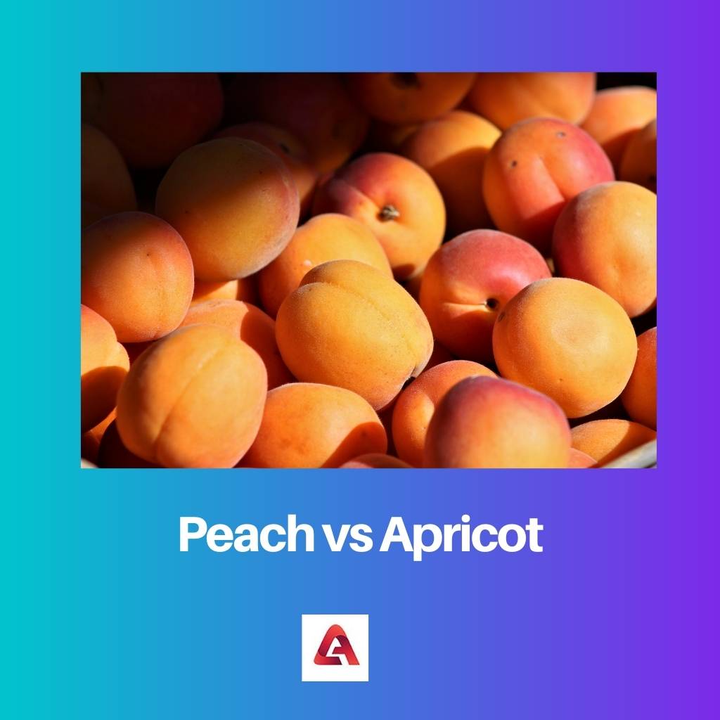 Peach vs Apricot