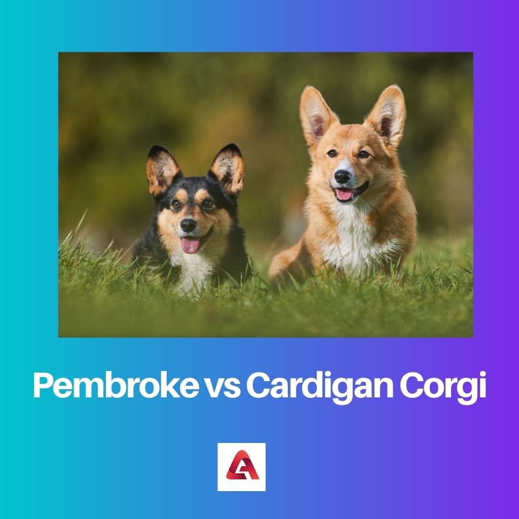 Pembroke vs Cardigan Corgi