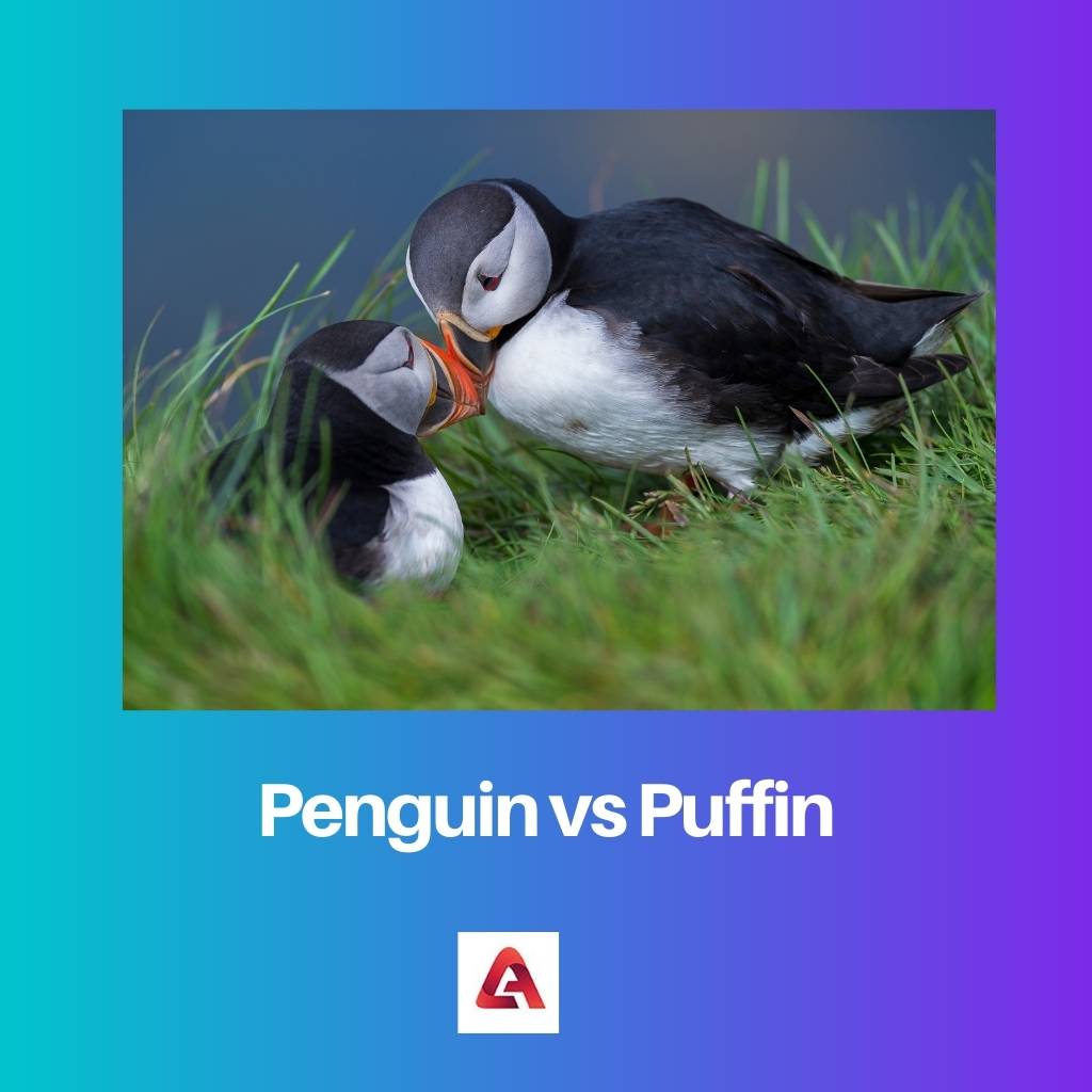 Penguin vs Puffin