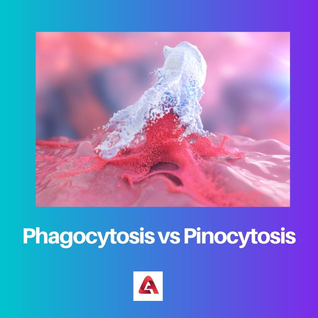Fagocitosis vs Pinocitosis