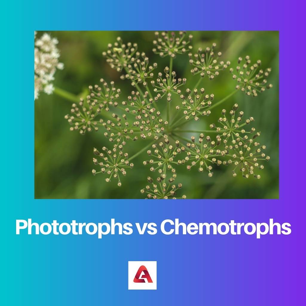 Phototrophes vs chimiotrophes