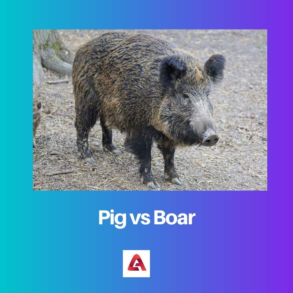 Свинья против кабана: разница и сравнение
