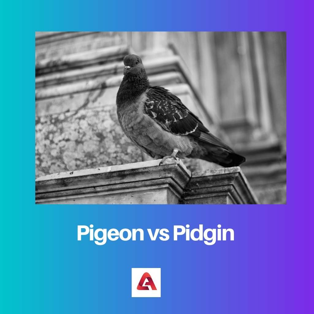 Pigeon contre Pidgin