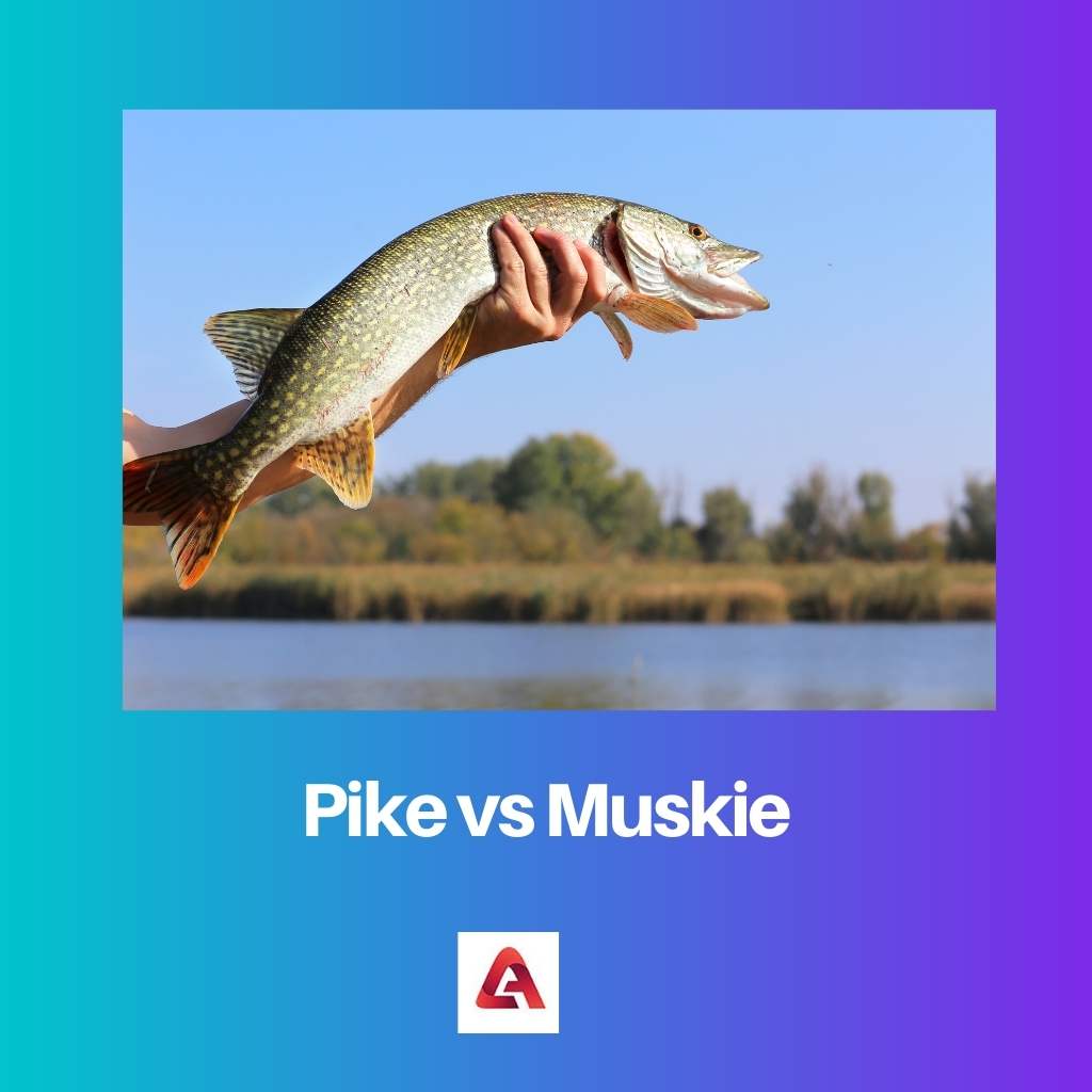 Pike đấu với Muskie