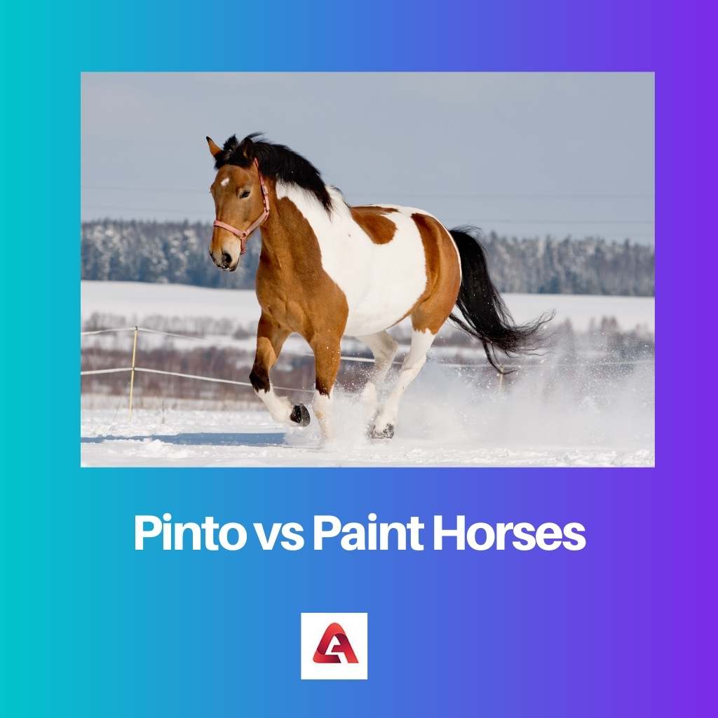 Pinto contre chevaux de peinture