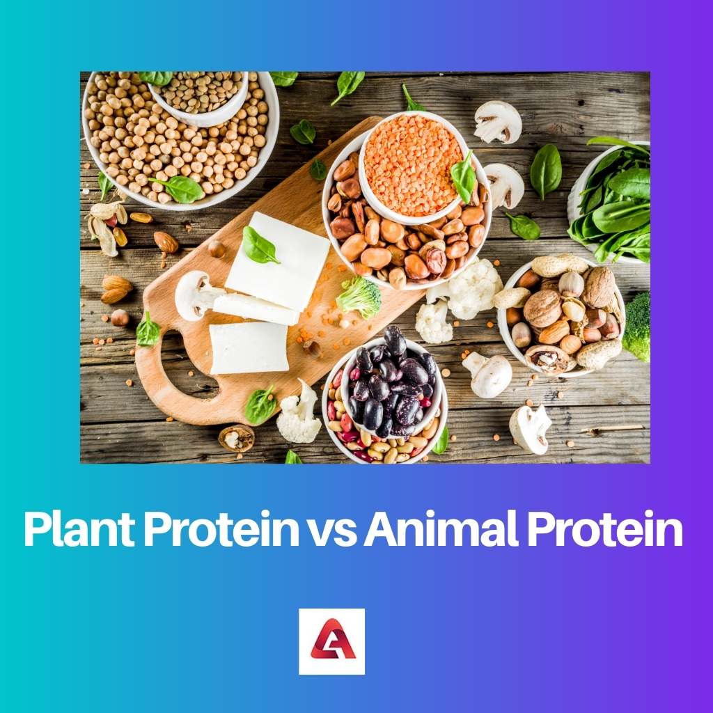 Biljni protein protiv životinjskih proteina