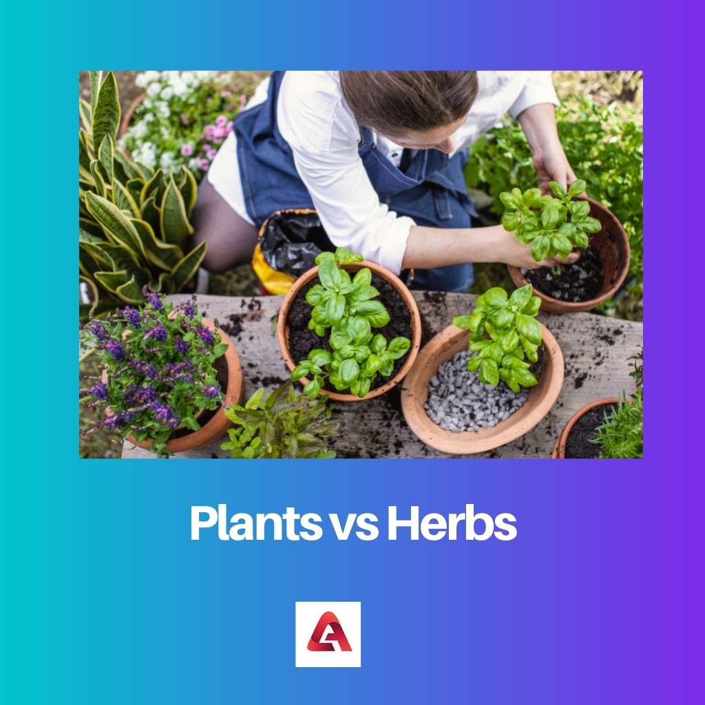 Plants vs Herbs