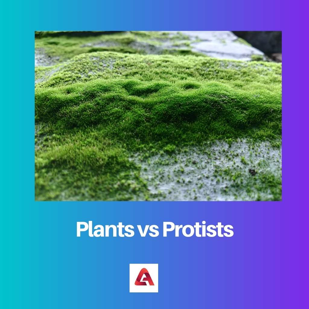 Plantas vs Protistas