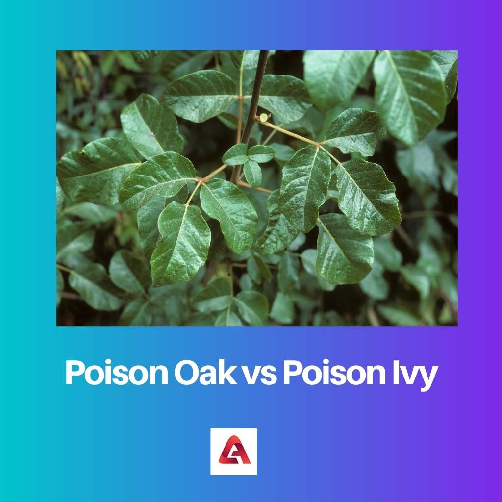 Poison Oak versus Poison Ivy