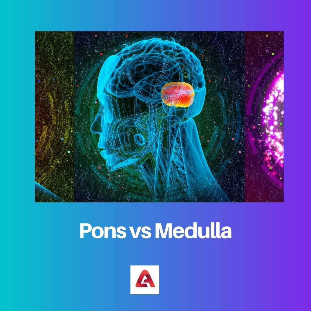 Pons gegen Medulla