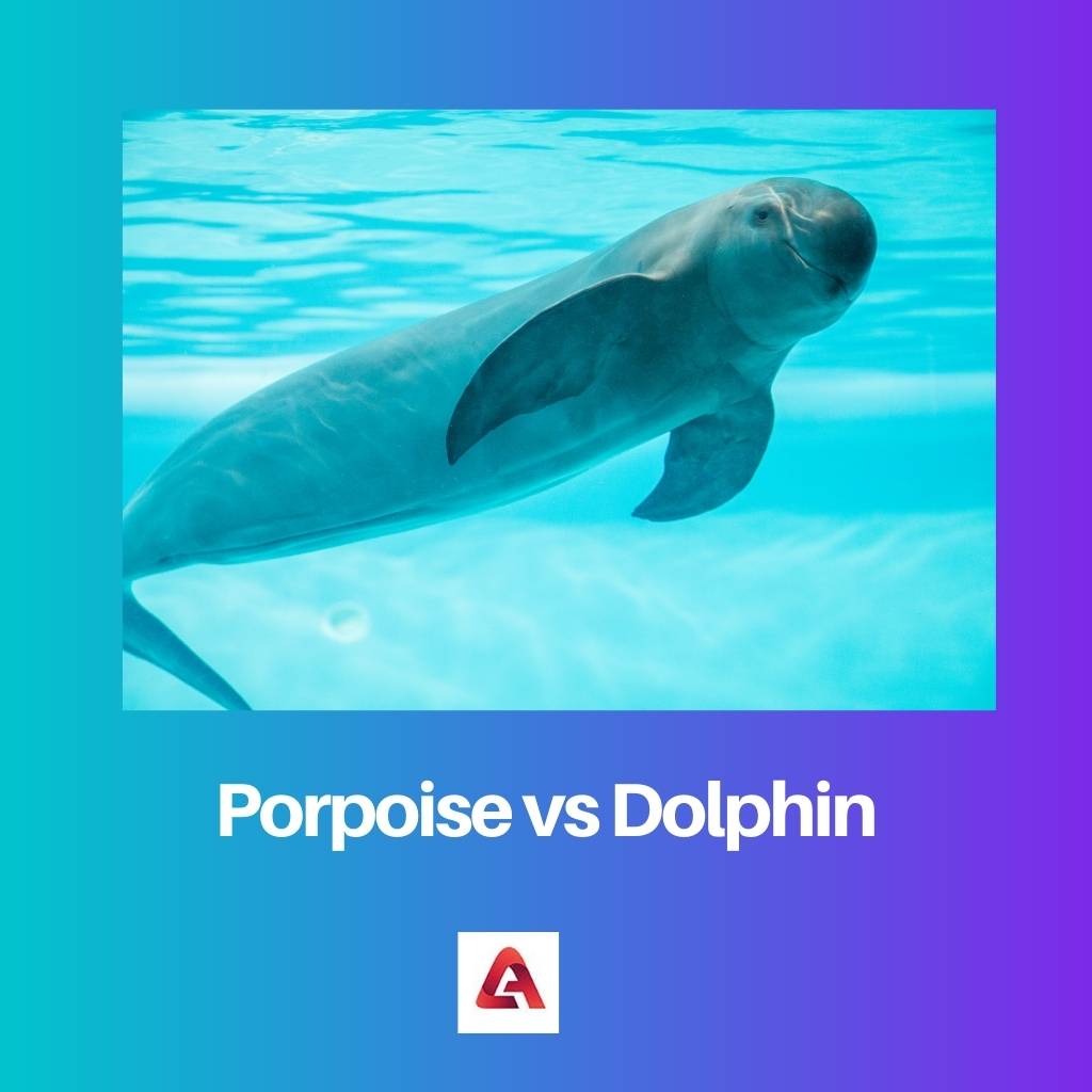 Schweinswal gegen Delphin
