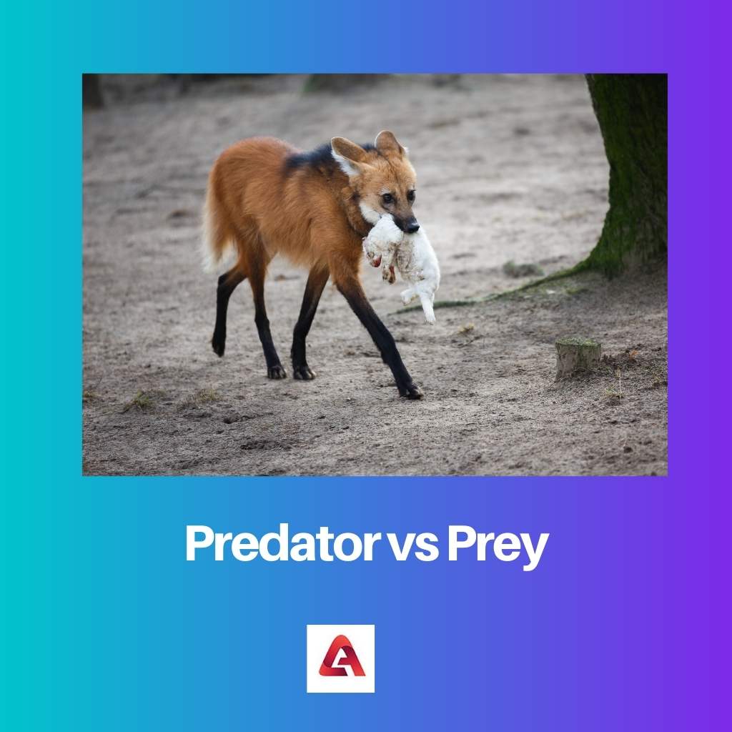 Predator vs Mangsa
