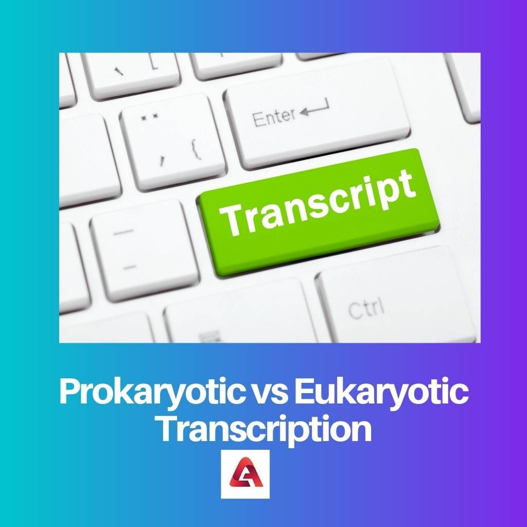 Prokaryotic vs Eukaryotic Transcription