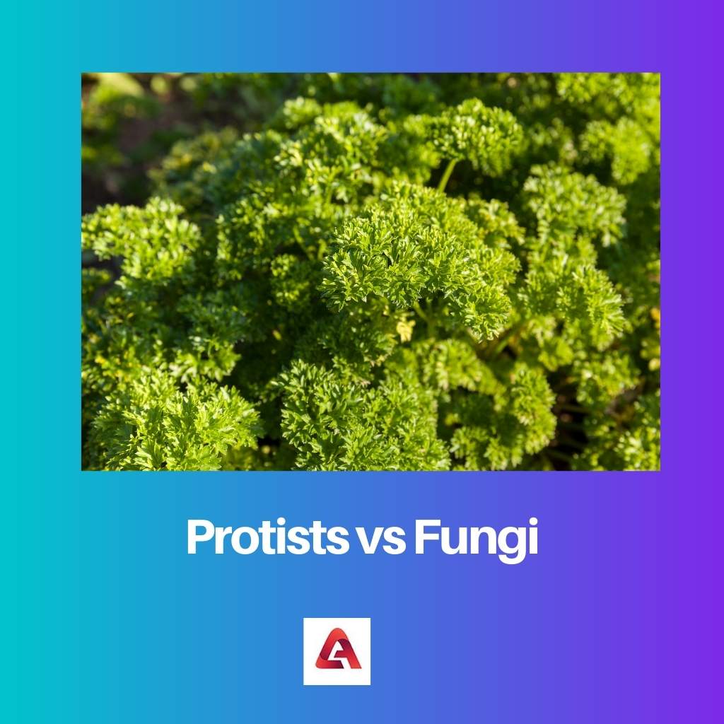 Protistas vs Fungos