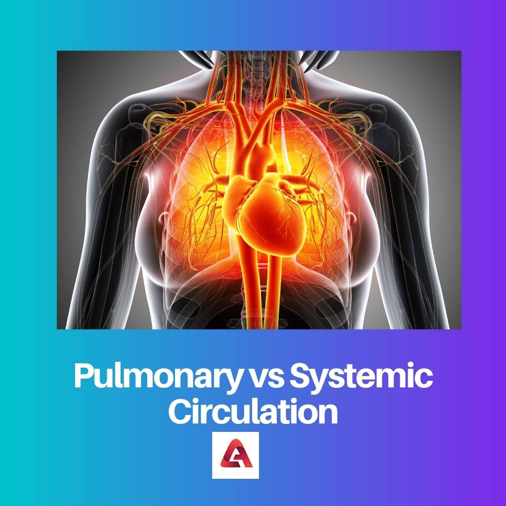 Pulmonary vs Systemic Circulation