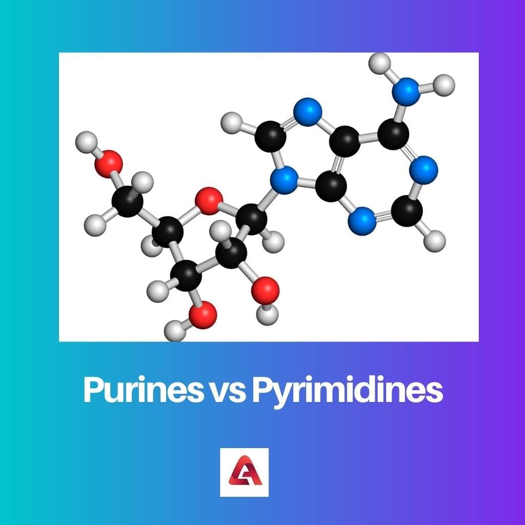 Purines versus pyrimidines