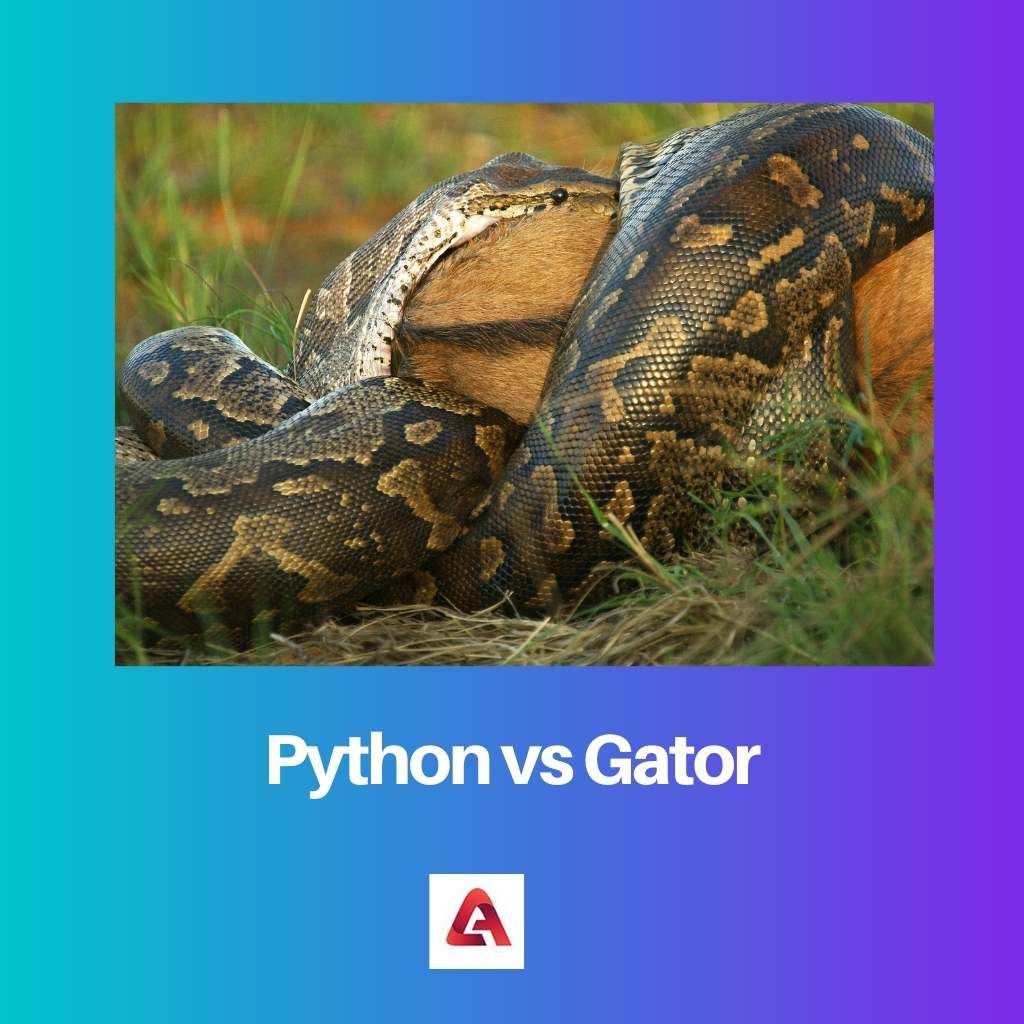 Python contre Alligator