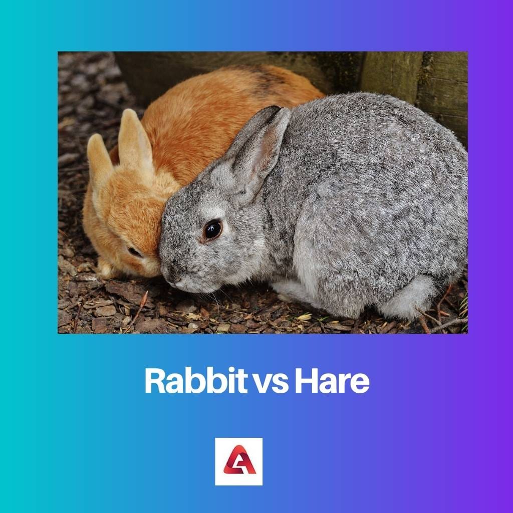 Кролик против зайца