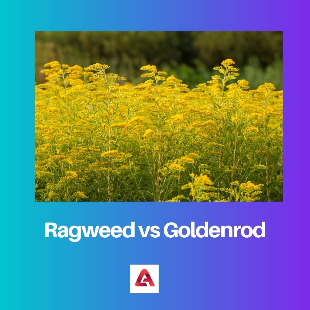 Ragweed vs Goldenrod