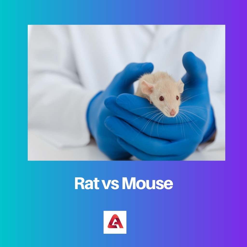 Rat vs Mouse