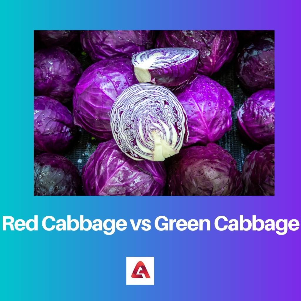 Red Cabbage vs Green Cabbage