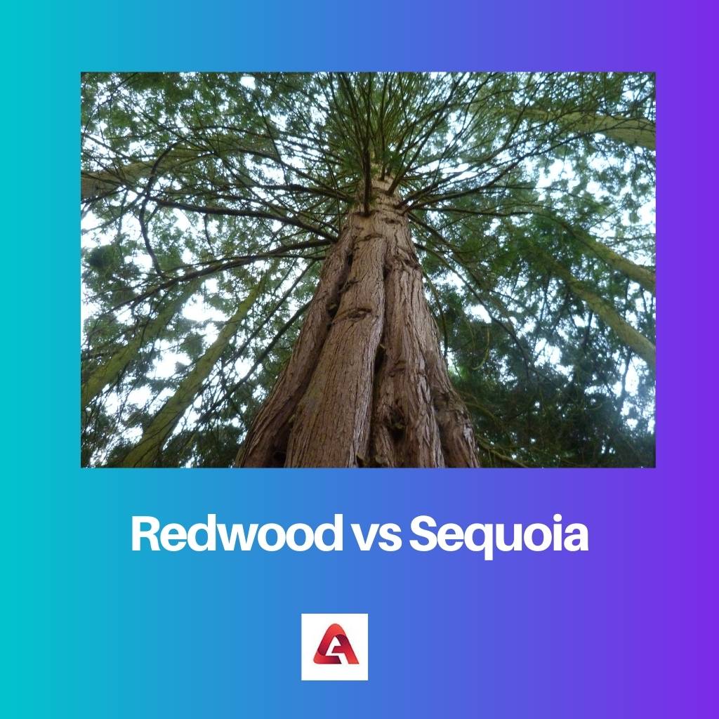 Redwood vs Sequoia