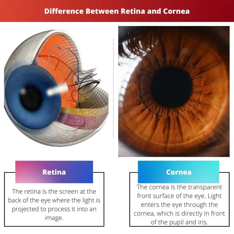 Retina vs córnea: diferencia entre retina y córnea