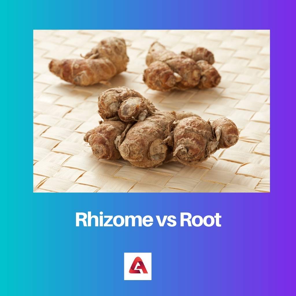 Rizoma vs Raiz