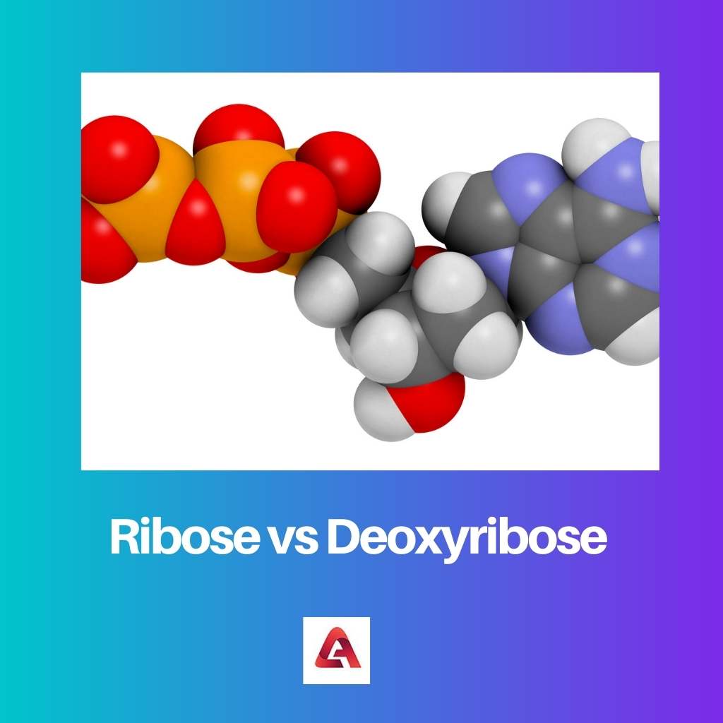 Ribose versus desoxyribose