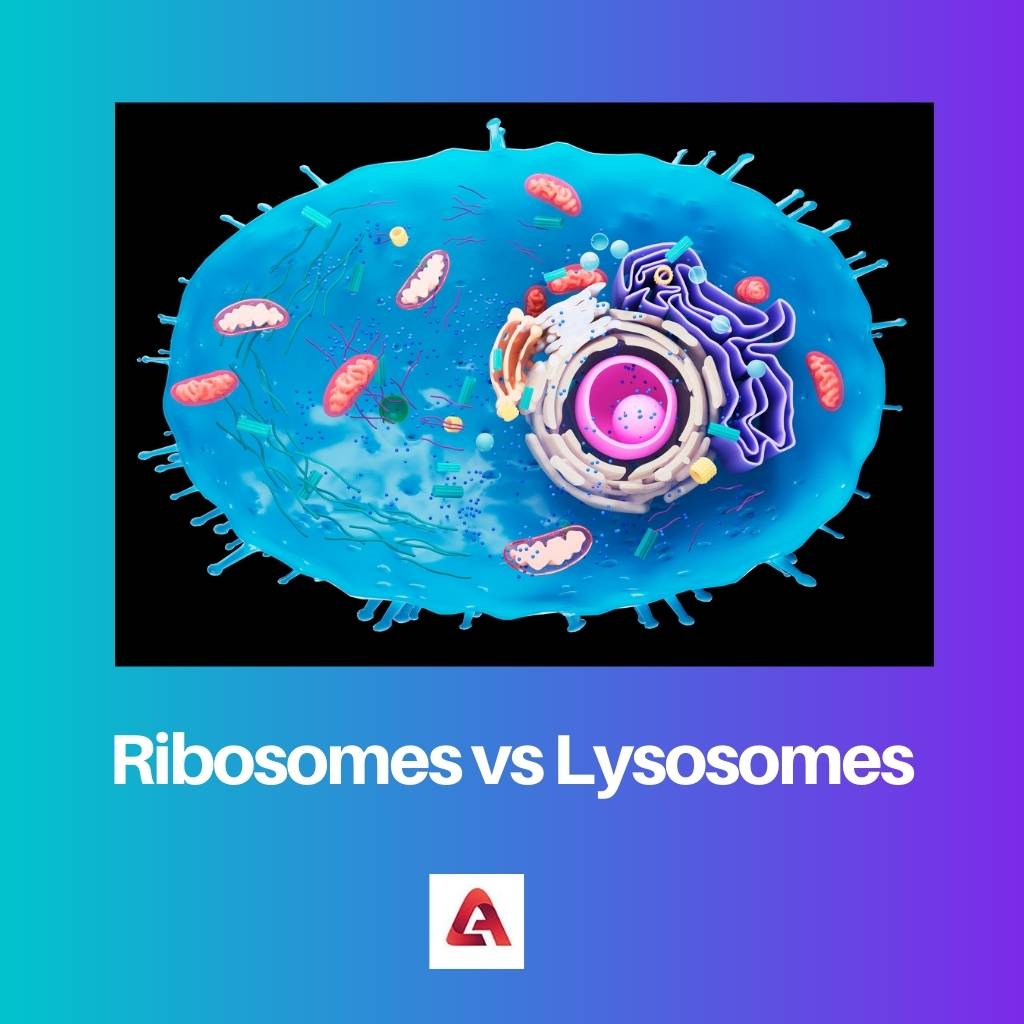 Ribosomes vs Lysosomes