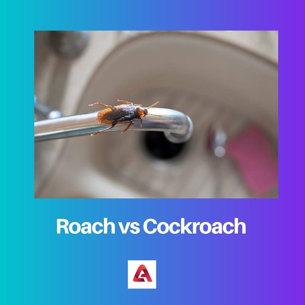Voorn versus kakkerlak