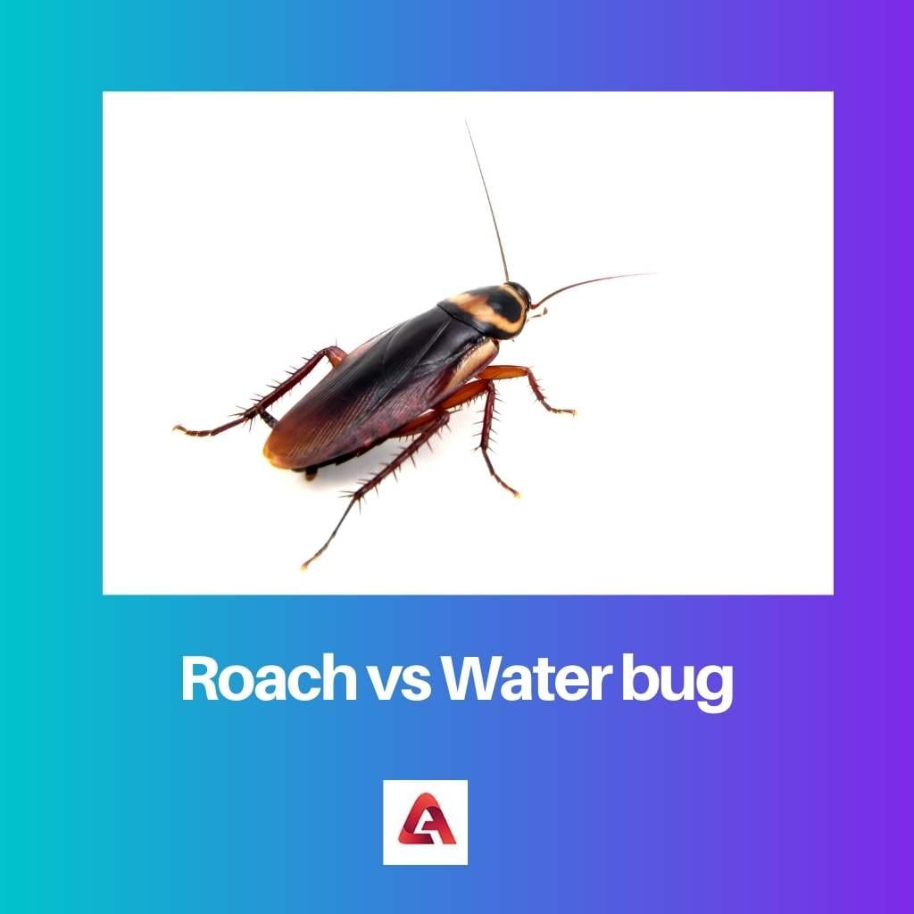 Cucaracha contra insecto de agua