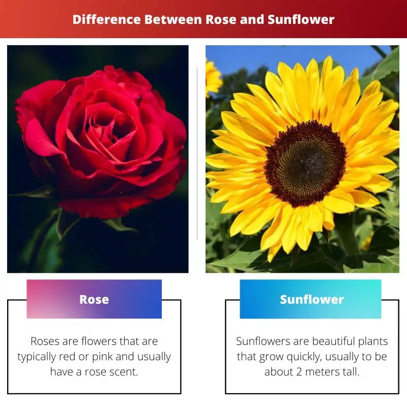 Hoa hồng vs Hoa hướng dương – Sự khác biệt giữa Hoa hồng và Hoa hướng dương