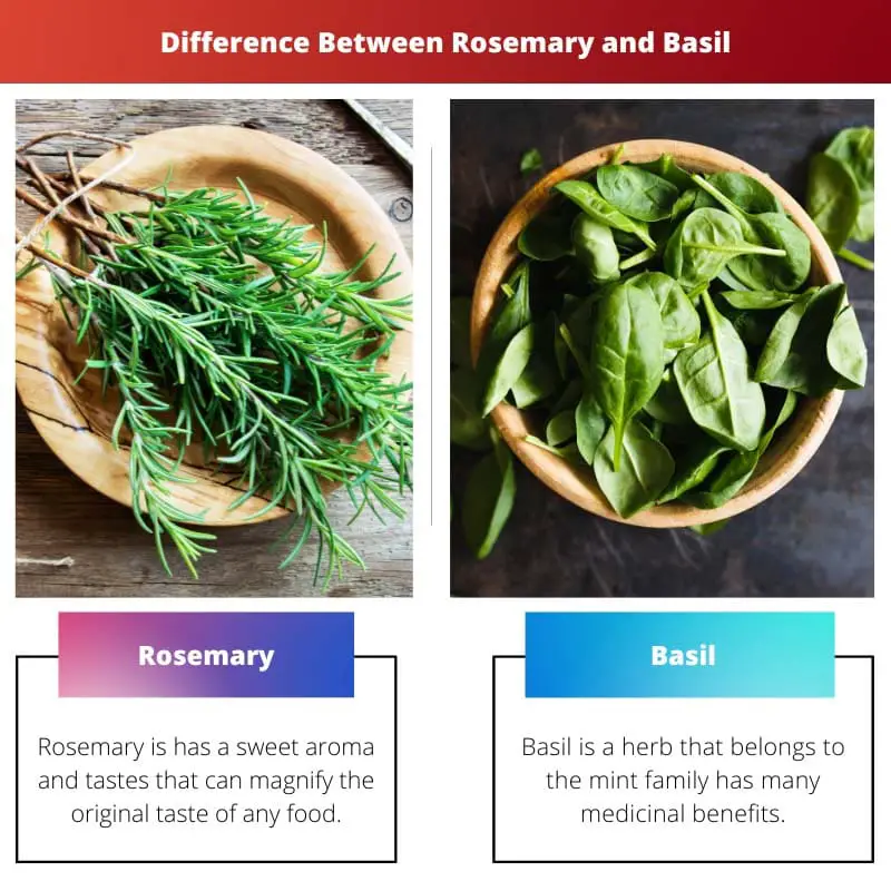Rosemary vs Basil – Διαφορά μεταξύ Rosemary και Basil