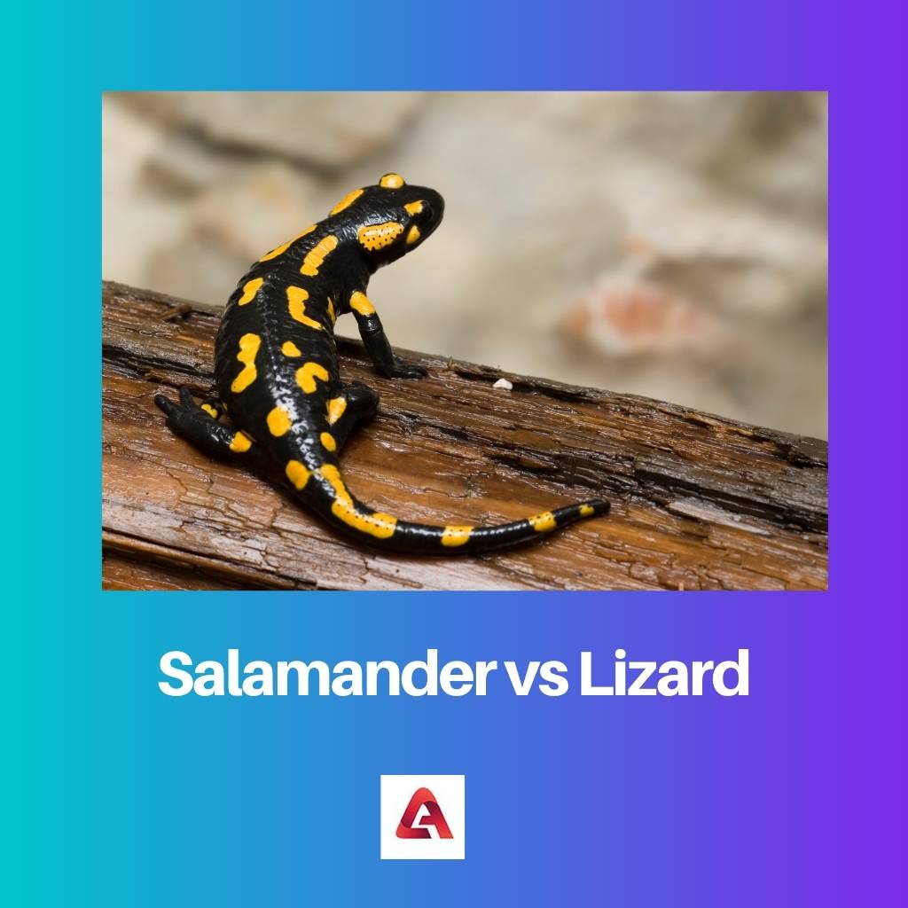 Salamandra vs Lagarto