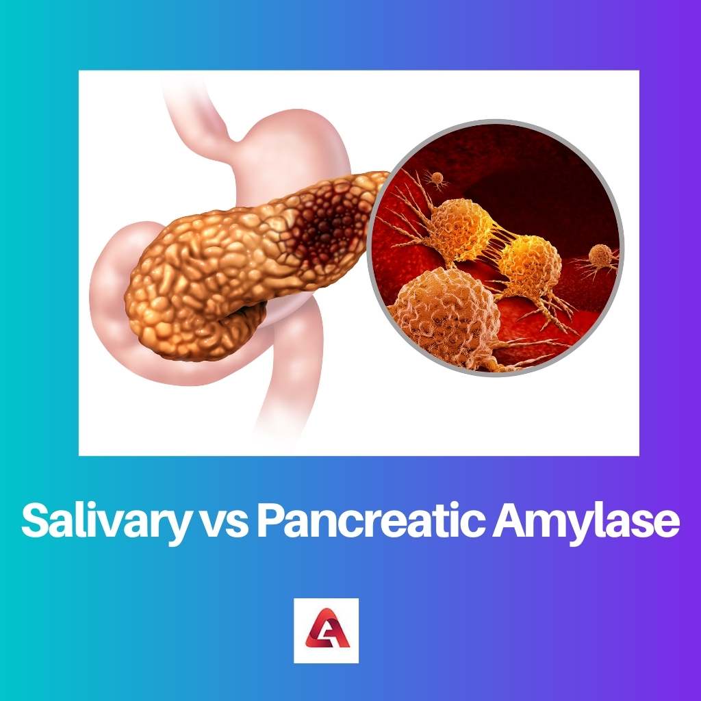 Speichel gegen Pankreas-Amylase
